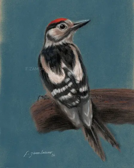 Nordic Woodpecker in Pastel – Pastel by F Zambrano